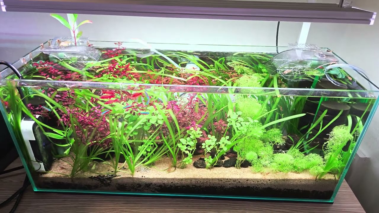 어항 근황(여과기 없는 무여과 어항)