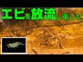 エビを庭池に放流しました!【2018#006】