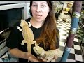Reptiles Have Unique Personalities. See These Sweeties