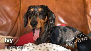Funny Dachshund Videos And Pictures! | Instagram collaboration | CUTE