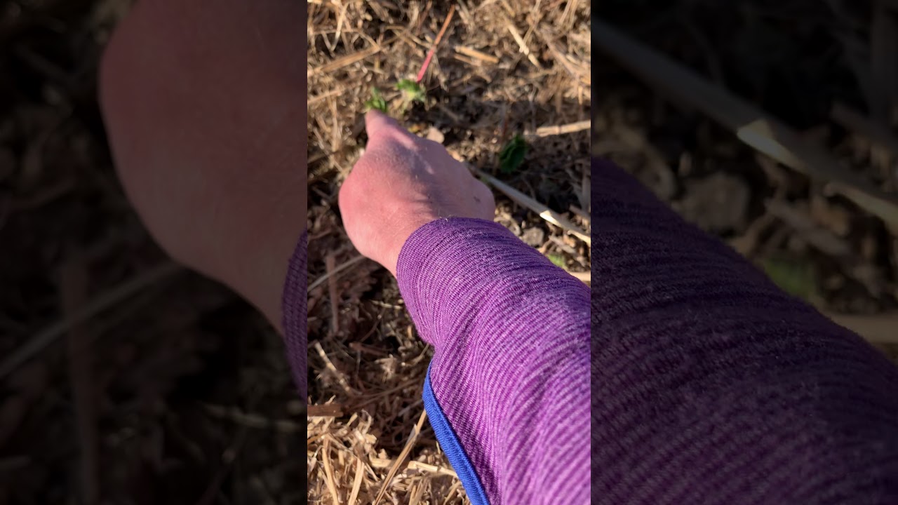 drawberry removal drawberry removal