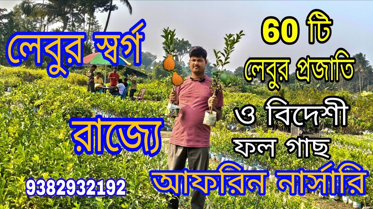 লেবুর স্বর্গ রাজ্য/ আফরিন নার্সারি/ এখানে 60 টি প্রজাতির ফল গাছ ও বিদেশী ফল গাছ #GREEN TREE GARDEN /