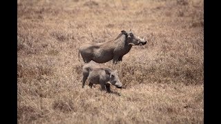 Oхота В Африке На Бородавочника,Warthog Hunt
