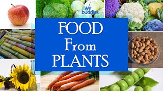 What are some food we get from plants for kids | Wit buddies | Plants life