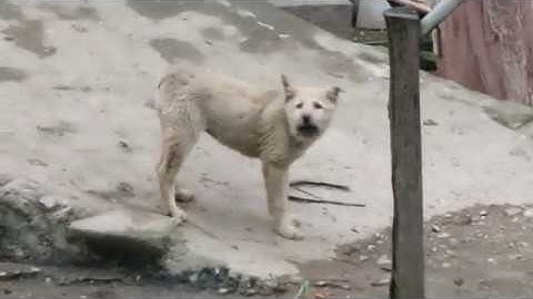 Chó bản địa Việt Nam: Chó H