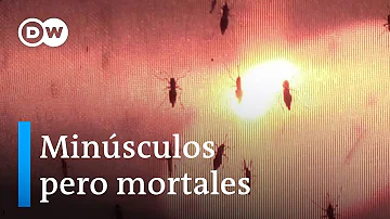 ¿Qué animal mata a los mosquitos?