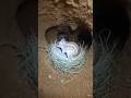 MicroCameraonDesertJerboaPOVUndergroundBurrowExploration🐭#JerboaPOV#MicroCamera#AnimalPOV#DesertLife