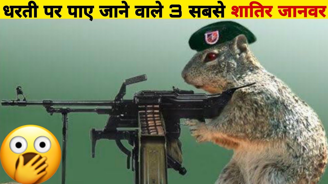 Белка с автоматом картинка