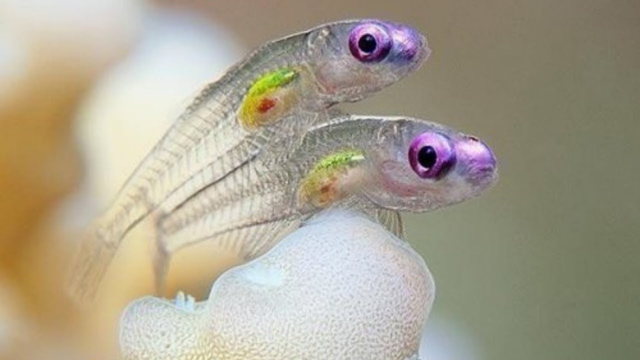 Why Fish Become Invisible In The Open Ocean | Anderson Animals