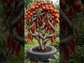 Growing Tomatoes & Red Chilies Together 🌱🍅🌶️ | Amazing Plant Growth Timelapse #shorts