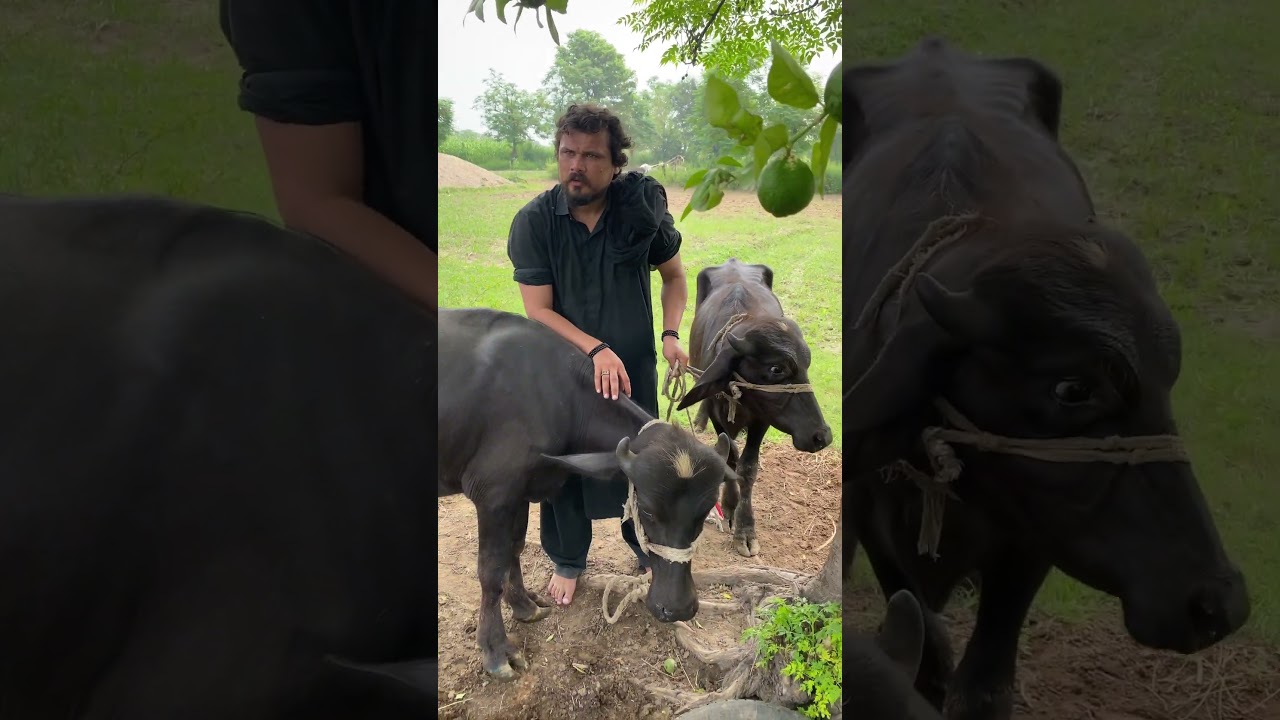 Mela baba Malan shah sarkar