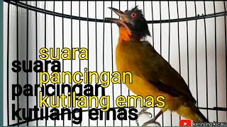 suara pancingan kutilang emas