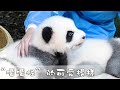 《熊貓主題趴》這幾隻“嚶嚶怪”的可愛程度爆表了 | iPanda熊貓頻道