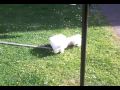 Bichon frise puppy ufc style ground and pound