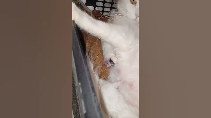 Video 6037561: turkish angora kitten, beautiful turkish angora, kittens born