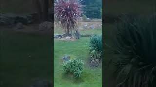 First Autumn rain 🌧️