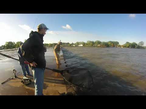 Olcott pier Salmon