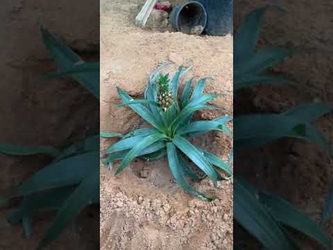 فيديو: نباتات الأناناس المزهرة - كيفية زراعة أصناف بروميلياد الأناناس في الداخل