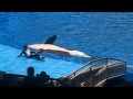 Shamu Show Highlights in 5 Minutes Killer Whales at Believe Sea World Orlando Florida