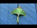 Discover the Marvels of the Luna Moth 🦋