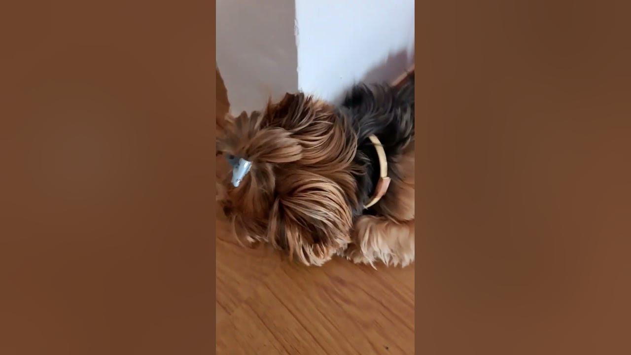 Buddy Please Live Me Alone YouTube buddy-please-live-me-alone-youtube
