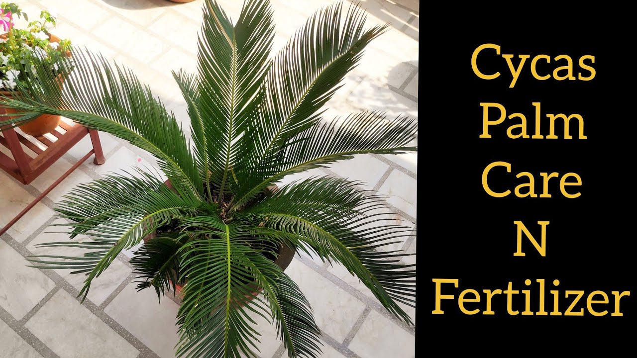 Cycas palm care n fertilizer, Sago palm care tips, king ...