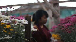 Kebun Bunga Setiyaji Bandungan Semarang / Ech-Vlog