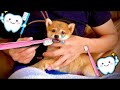 【初めての歯磨き..柴犬泣いちゃう😢】可愛い子犬 がんばれ！(#にゃんてわんだふる)Shiba Inu puppy brushing his teeth is hard