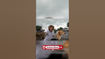 Prayagraj Vlog by Monkey Vlogger | Part 7 | #monkey #vlog  #veo3 #shorts #ai