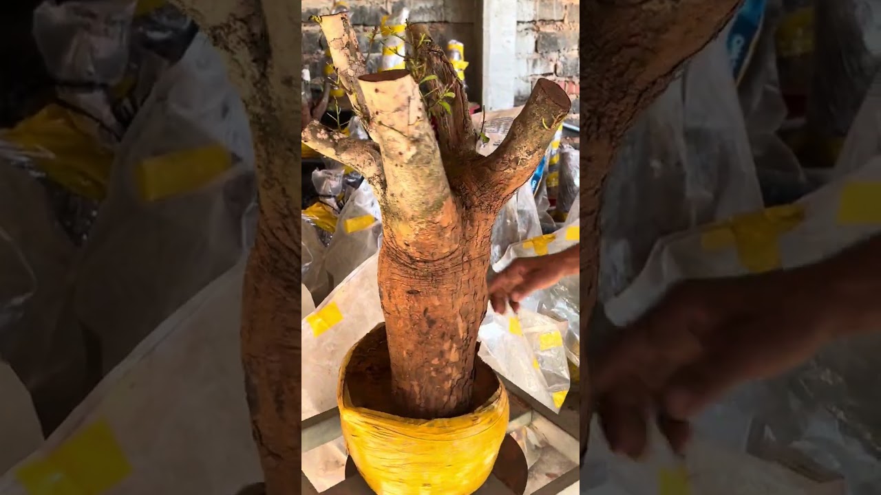 Mai vàng bình thuận bầu zin. Cây lên mầm glae đam mê.3/2.lh.0366012045