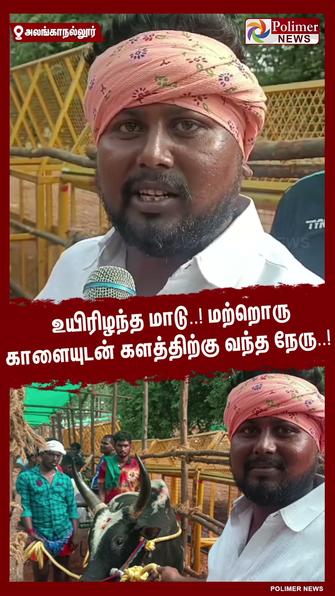 உயிரிழந்த மாடு..!! மற்றொரு காளையுடன் களத்திற்கு வந்த நேரு..! #shorts | #alanganallurjallikattu
