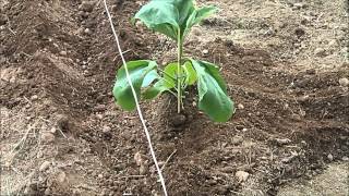 Comment éviter les maladies et les pucerons sur les aubergines et les tomates sans pesticides