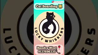 Purr-Fect Stays For Your Furry Friends At Lucky Whiskers, We Treat Your Cats Like Royalty