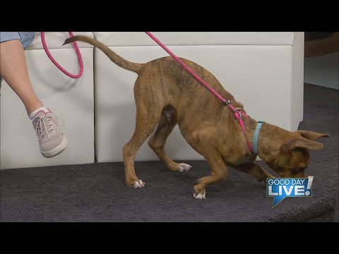 Video: Adoptable Dog of the Week-Logan