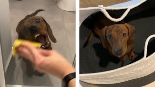 Mini dachshund helps with chores!