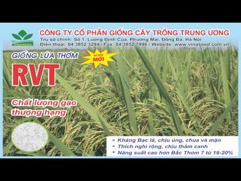 Video Bạn của nhà nông - Giống lúa Thơm RVT - youtube