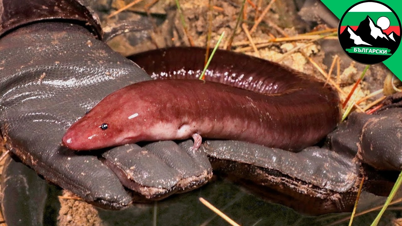 Мистериозен блатен звяр с гигантска ДНК ! 🐍 Шокираща среща !