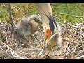 Feeding the fierce chicks! Explore.org 03 May 2020