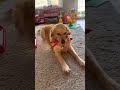 "This Dog's Face Has Me Crying 😂🐶"