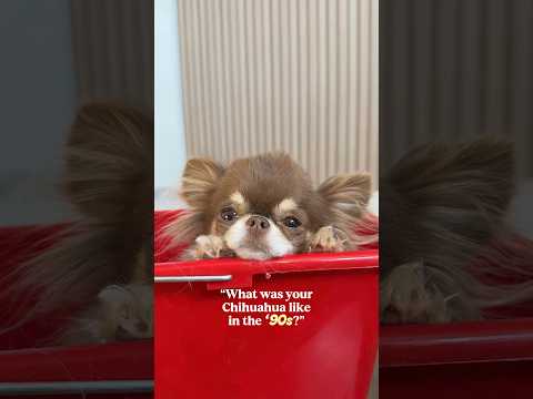 My Dog In The 90s 😳