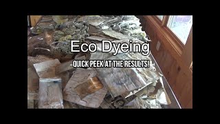 Eco Dye Batches | Quick Peek #ecodye #dyedfabrics #dyedpaper