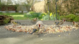 Goldfinch and pheasant bonanza  relaxing garden bird table TV with spring birdsong and daffodils