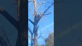 #treecutting #treeservice #trees Www.zamoratreeservicellc.com