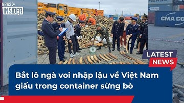 NEWS INSIDER | Tin mới nhất: Bắt lô ngà voi nhập lậu về Việt Nam giấu trong container sừng bò