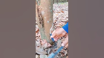 Rubber tapping tool #farming #agriculture #shorts