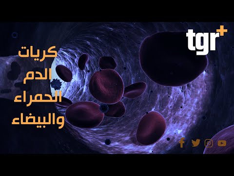 الفرق بين كريات الدم الحمراء وكريات الدم البيضاء