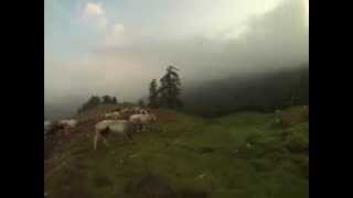 Mucche al pascolo - Valfloriana ( Trentino Alto Adige )