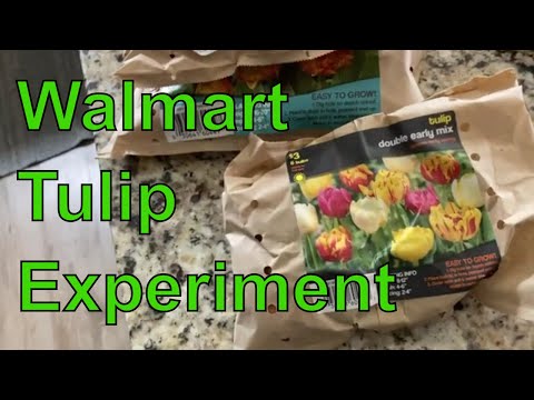 Video: Je! Walmart inauza balbu za tulip?