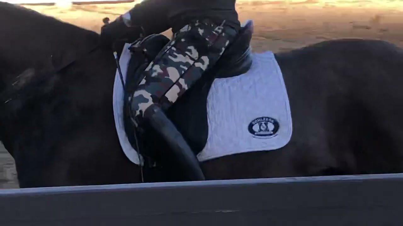 Gigi Vaper January 30, 2022 Lesson with Head Master trainer of Warendorf Landgestuet Peter Borggreve