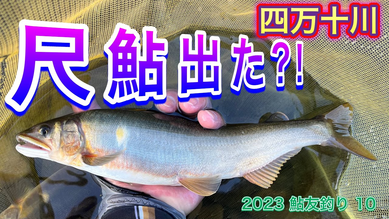 2023 鮎友釣り 10 【尺鮎出た？！ 四万十川】 - YouTube